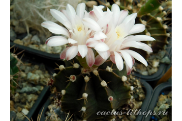 Gymnocalycium friedrichii hybr.