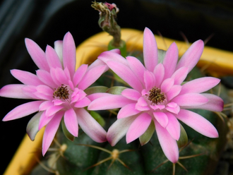 Gymnocalycium spec. VoS-49 - 10 семян