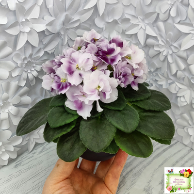 Mac's Southern Springtime (G.McDonald) (лист посажен 29.01.26)