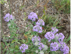 Зизифора пахучковидная (Ziziphora clinopodioides) Иран, 5 мл - 100% натуральное эфирное масло