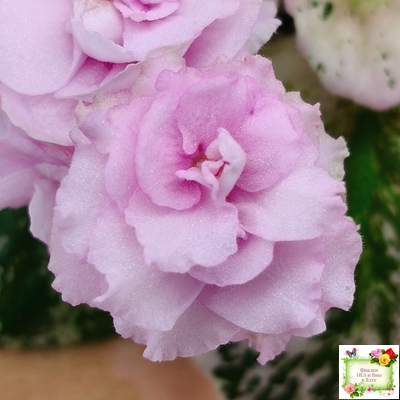 Rose Bouquet (G.T.Smith)