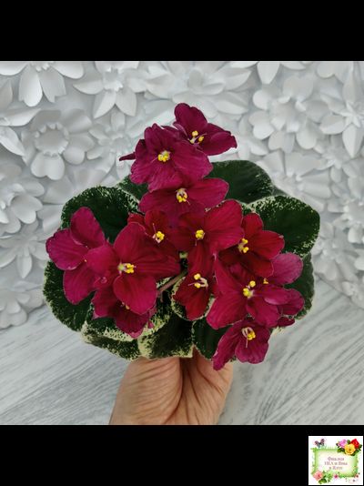 Mac's O'Scarlet O'Hara (G.McDonald) (Макс ОСкарлет Охара)