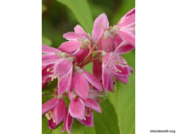 Дейция гибридная Строуберри Филдс фото цветов крупным планом красовский-сад.рф