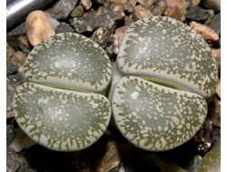 Lithops  lesliei ssp.burchellii C302 - 10 семян