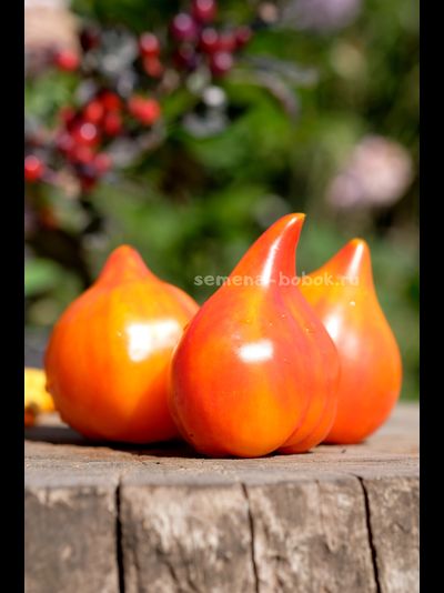 Томат Волшебные Шляпки тётушки Гретель