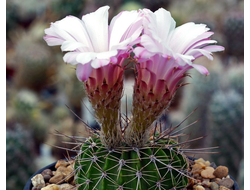 Acanthocalycium spiniflorum VG-1087 - 5 семян