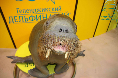 ГЕЛЕНДЖИКСКИЙ ДЕЛЬФИНАРИЙ