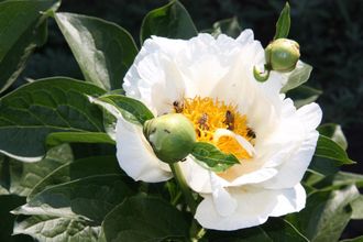 Paeonia Aunt Erna