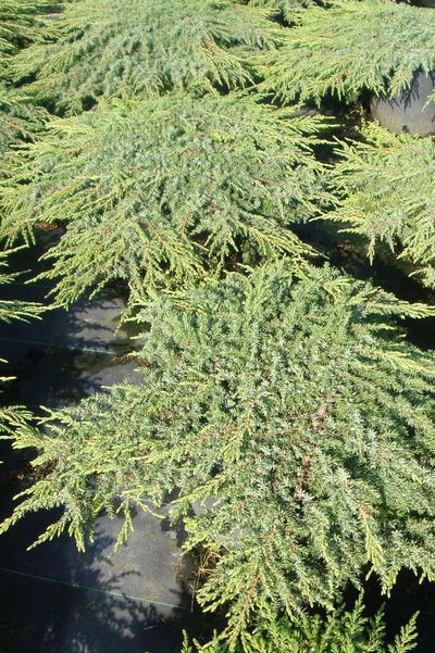 Можжевельник обыкновенный Green Carpet