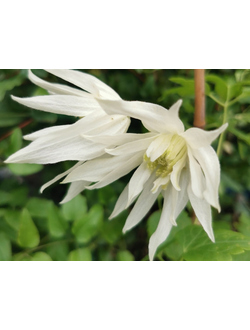 Княжик Albina Plena (Альбина плена), контейнер р9