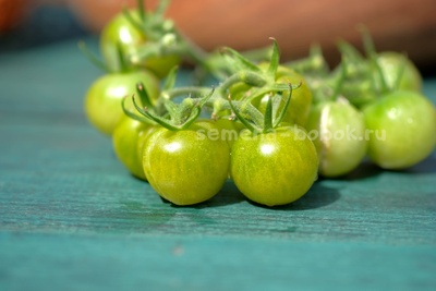 Томат Green Doctors Frosted (Грин Доктор Фростед), 10 шт