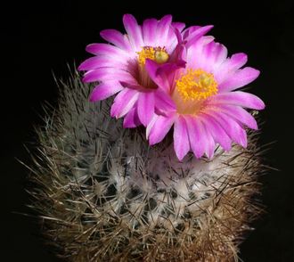Gymnocactus beguinii v.senilis - 5 семян