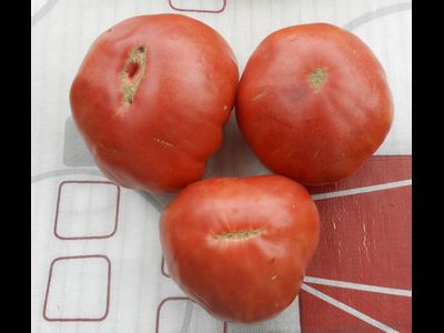 Томат Однокилограммовый