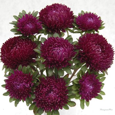 Астра однолетняя Balloon Purple 10 шт