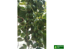 Актинидия аргута "Медовая".