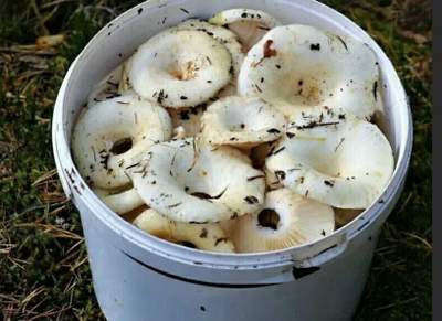 Белые грузди купить