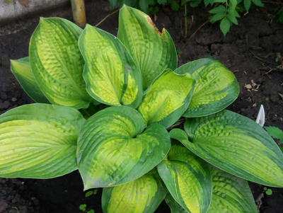 Хоста Brother Stefan