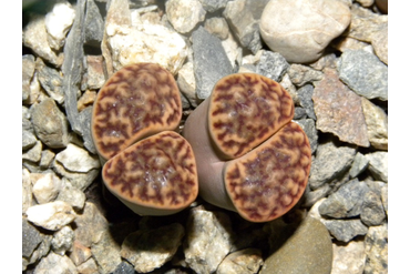 Lithops bromfieldii v. mennellii 
 