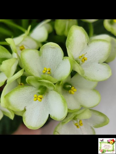 Mac's Misty Meadow (G.McDonald)