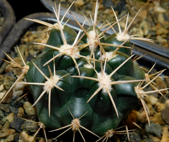 Gymnocalycium orientale v.vikulovii  VG-477 (D=40 мм)