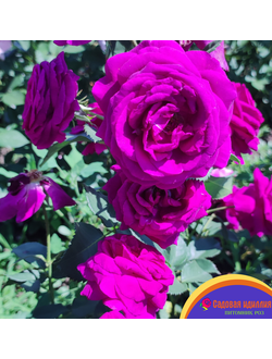 Парфюм де Рев (Parfum de Reve)