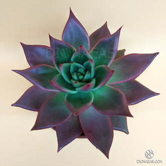 Echeveria Mars Galaxy