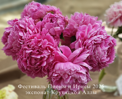 Пион Gladys Teylor (Глэдис Тейлор)