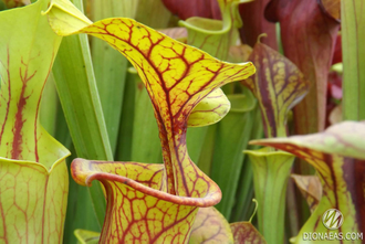 Sarracenia Flava var. Ornata