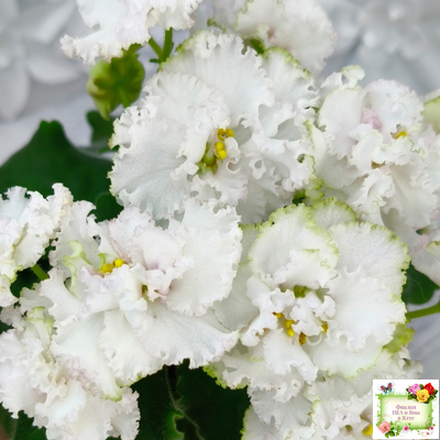 АВ-Любимая Игрушка (Фиалковод) 2015 г.