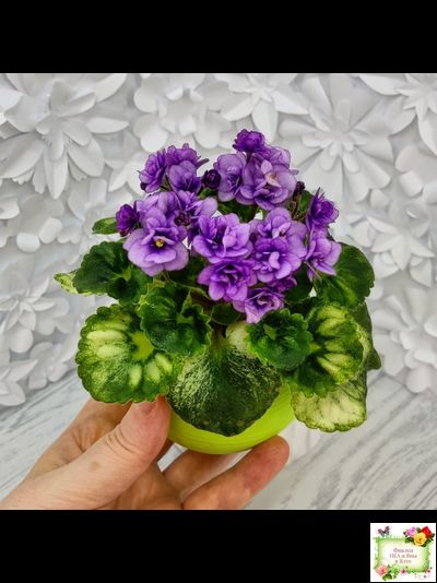 Little Caboose (H. Pittman) (гёрл-лист с кроновой пестролистностью)