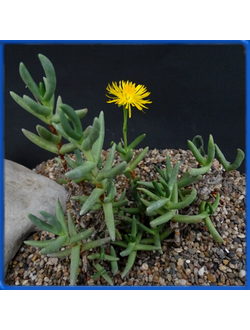 Hereroa fimbriata PV 908