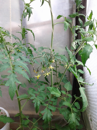 Семена томата Паскаль из Пикардии