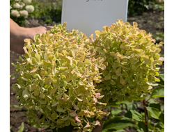 Гортензия метельчатая Кушу