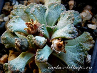 Titanopsis calcarea SB2186 Bundu, Prieska (MG) - 5 семян