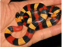 Молочная змея Кэмпбелла (Lampropeltis triangulum campbelli)