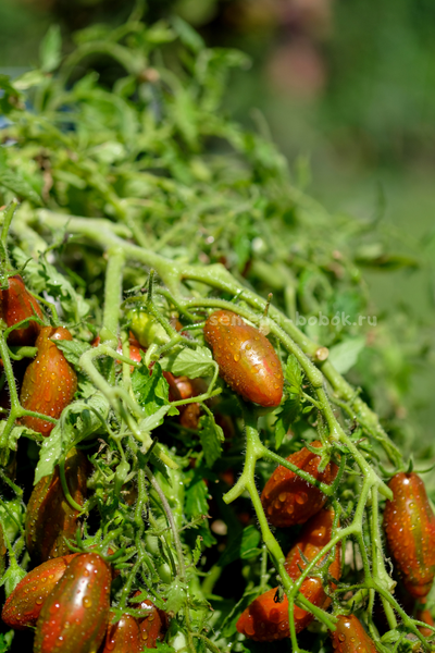 Томат Оливетта полосатая (Olivette Striée), 10 шт