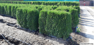 Живая изгородь из туи западной Смарагд - Smaragd