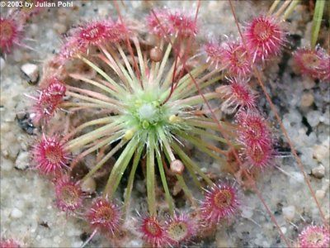 Drosera "Occidentalis"