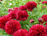 Рэд Шарм пион (Paeonia Red Charm)