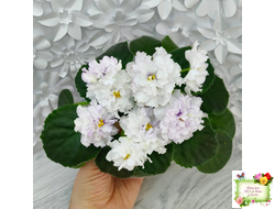 РМ-Прекрасный Жемчуг (Н. Скорнякова) 2022 г.