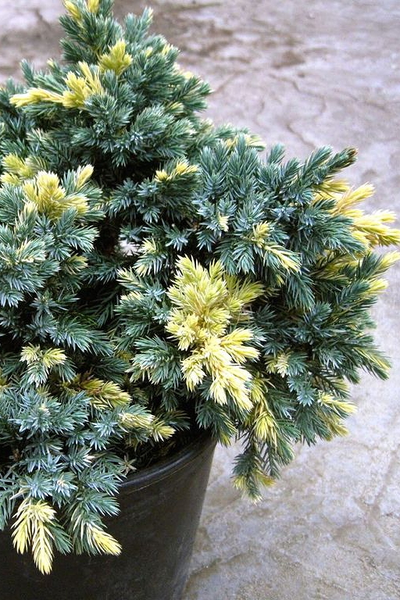 Можжевельник чешуйчатый Floreant