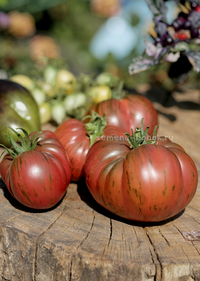 Томат Suffer Well (Саффер Вел), 10 шт