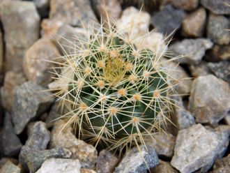 Notocactus corynodes Uruguayan 'Horse Crippler' (D=15-18mm) MG-1052.6