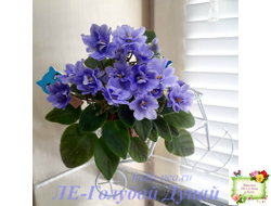 ЛЕ-Голубой Дунай (Е. Лебецкая) 2018 трейлер (пасынок сорт посажен 20.10.25)