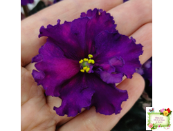 ВаТ-Тип-Топ (Т. Валькова) 2015 г.