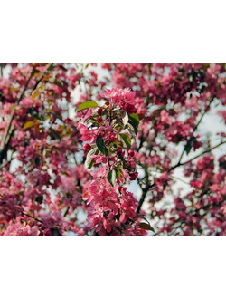 Яблоня Райские (Пионерка)