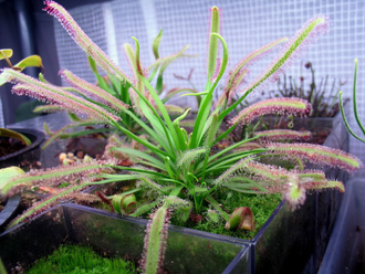 Drosera capensis "Giant"