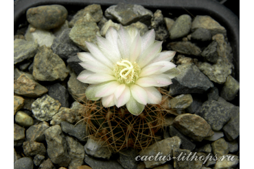  Gymnocalycium bruchii ssp.melojeri VG-272