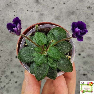 Hunter's Black Talon (K. Muzalewski)