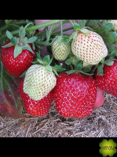 КЛУБНИКА "КОРОЛЕВА ЕЛИЗАВЕТА" (РЕМОНТАНТНАЯ, ОЧЕНЬ МАЛО УСОВ)